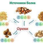 Описание: Орехи как источник белка